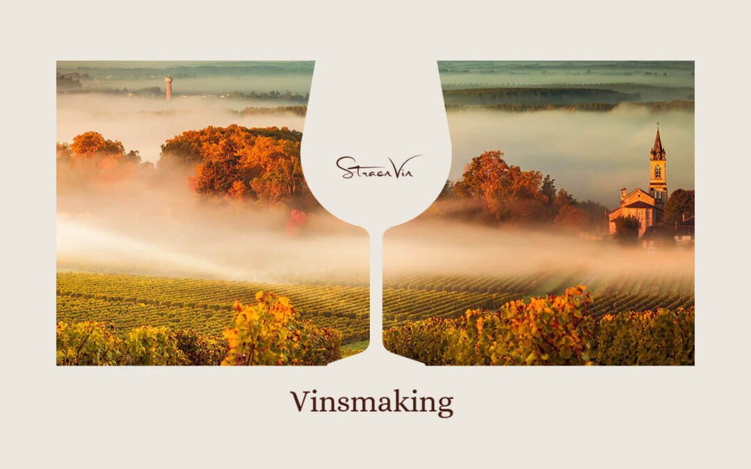 Vinsmaking på Kafé Bacchus, Veneto- Italias mest produktive vinregion